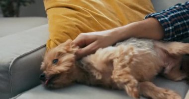 Kanepede el pençe divan duran adamlar. Mutlu köpek yavrusu uyuyor..