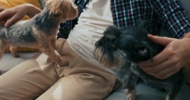 Bir adam televizyondaki son haberleri izlerken köpeğini okşar. Esmer beyaz bir tişört giymişti. Engelli bir adam iki köpeği ile bir kanepede oturup eğleniyor..