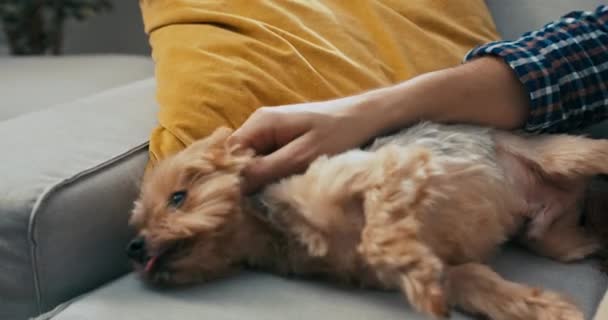 Mans Hand Stroking Dog Sofa Happy Puppy Relaxing Sleeping — Stock Video