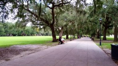 Savanah Ga 'daki güzel park Candler Oak Trees. Yüksek kalite 4k görüntü
