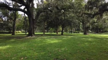Candler Oak Trees 'in hareketli yan görüntüsü. Güzel Park Savanah Ga. 4 bin dolarlık kaliteli görüntü.