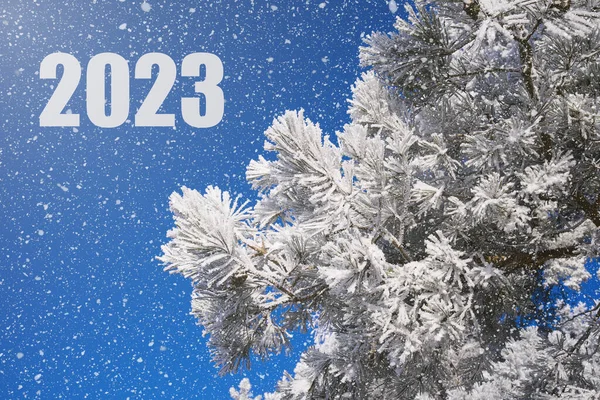 Esperando Año Nuevo 2023 Hermoso Brillante Día Invierno Árbol Navidad —  Fotos de Stock