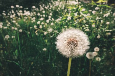 Doğal bokeh arkaplanlı karahindiba çiçeği. Bahar çiçekleri