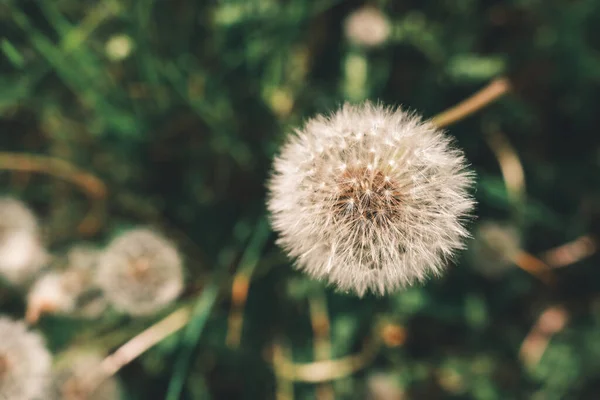 stock image Dandelion flower with natural bokeh background. Spring flowers