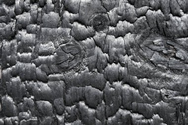 Yanmış tahta dokusu. Sho Sugi Ban Yakisugi geleneksel bir Japon ağaç koruma metodudur.