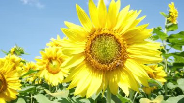 Mavi gökyüzünde çiçek açan ayçiçekleri