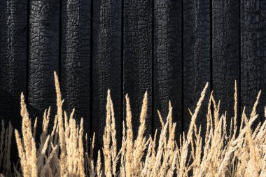 Burnt wooden boards . Sho Sugi Ban Yakisugi is a traditional Japanese method of wood preservation clipart