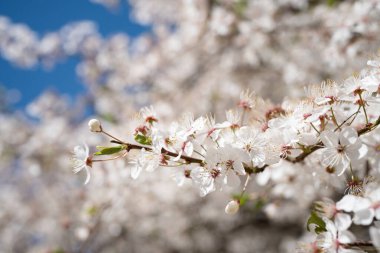 Bahçeler mavi gökyüzünde çiçek açar