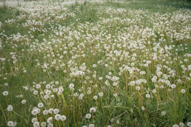 Doğal bokeh arkaplanlı karahindiba çiçeği. Bahar çiçekleri