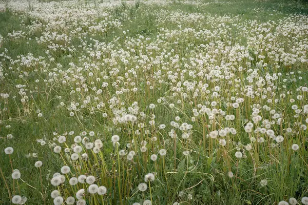 Doğal bokeh arkaplanlı karahindiba çiçeği. Bahar çiçekleri