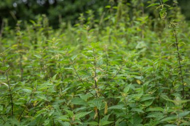 Dışarıda yetişen güzel yabani ısırgan otları. Sağlıklı organik ısırgan otu yaprakları