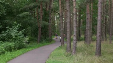 Ağaçlar ve temiz hava ile çevrili bir ormanda bisiklet sürmek, yürümek, koşmak için asfalt yol.