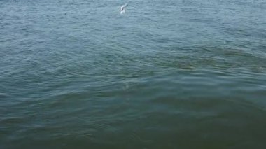 Rüzgarlı bir günde Baltık Denizi