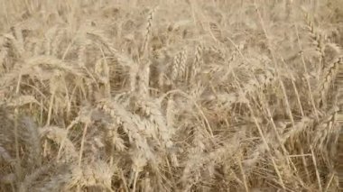 Güneşli bir günde hasat için güzel bir altın buğday ve çavdar tarlası hazır.