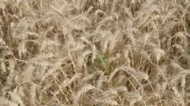 Güneşli bir günde hasat için güzel bir altın buğday ve çavdar tarlası hazır.