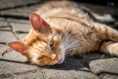 Vahşi ve evsiz kedi sokakta yaşıyor.