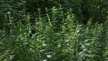 Dışarıda yetişen güzel yabani ısırgan otları. Sağlıklı organik ısırgan otu yaprakları