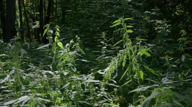 Dışarıda yetişen güzel yabani ısırgan otları. Sağlıklı organik ısırgan otu yaprakları