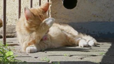 Vahşi ve evsiz kedi sokakta yaşıyor.