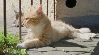 Vahşi ve evsiz kedi sokakta yaşıyor.