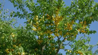 Olgun sarı erikler Yaz Bahçesinde Yeşil bir ağaçta asılı