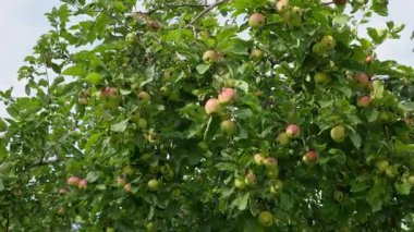 Birçok elma yeşil yaprakların altında meyve bahçesi ağaçlarında olgunlaşır. Taze meyve suyu dolu ağaç, sağlıklı elmalar.