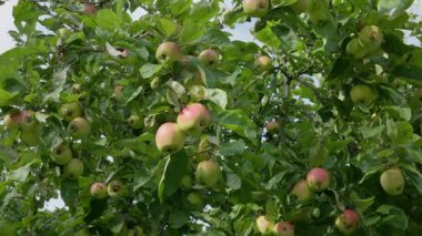 Birçok elma yeşil yaprakların altında meyve bahçesi ağaçlarında olgunlaşır. Taze meyve suyu dolu ağaç, sağlıklı elmalar.