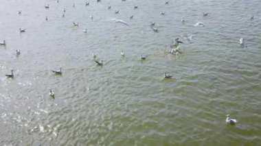 Baltic sea in summer with many seagulls