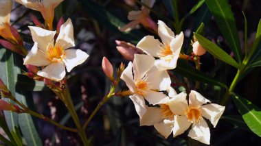 Ağacın dalında beyaz zakkum çiçekleri ve yaprakları