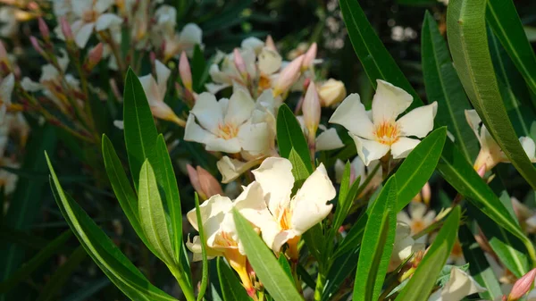 Λευκά Άνθη Πικροδάφνης Και Φύλλα Στο Κλαδί Του Δέντρου — Φωτογραφία Αρχείου