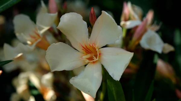 White Oleander Flowers Leaves Branch Tree — Stock Photo, Image