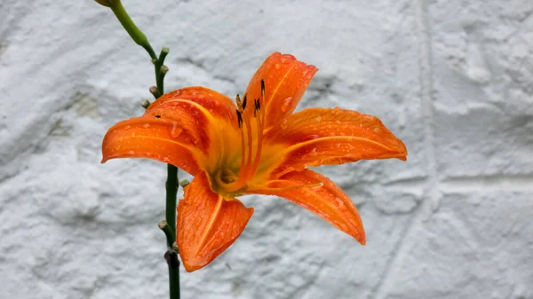 橘红色的百合在花园的白墙前绽放 Hemerocallis Fulva — 图库照片
