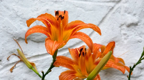 Πορτοκαλί Λουλούδια Κρίνου Μπροστά Από Τον Λευκό Τοίχο Στον Κήπο — Φωτογραφία Αρχείου