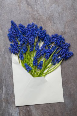 Beyaz bir zarfın içinde bir buket mavi geoçin. Kart. Tatil için tebrikler. Güzel natürmort. Sevgililer Günü. Dikkat çekme işareti. Canlı bir hediye. Baharın kokusu. Dilekler.