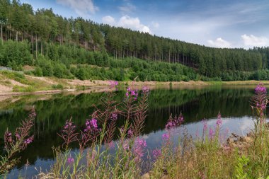 Yak, platin. Arka planda kozalaklı orman var. Ön planda pembe çiçekler var. Yosun. Mavi gökyüzü. Yaz güneşli bir gün. Doğa. Almanya. Klingerberg