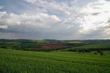Fields with green grass. Blue sky with many clouds. Rural landscape. Hilly area. Trees.