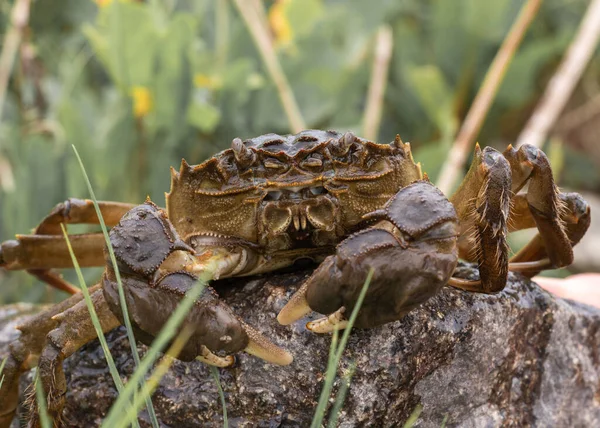 Large brown crab with claws on a gray stone among green grass. Close-up