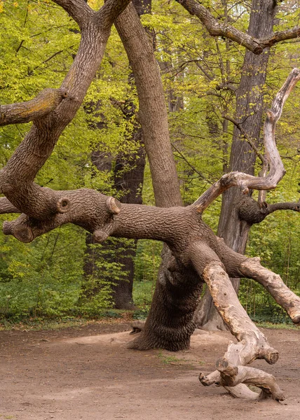 Grande Árvore Ramificada Roçada Com Ramos Podados Grossos Parque Verde — Fotografia de Stock