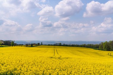 Almanya 'da Dresden yakınlarındaki kırsal alanda kolza tohumu tarlalarının panoraması. Çiçekli sarı kanola çiçeği çayırları. Kolza tohumu hasadı. Güneşli yaz günü, mavi gökyüzü ve güzel bulutlar