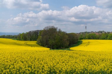 Kolza çekirdeği sarısı bir tarla ve ortada yeşil bir ağaç. Sarı kolza tohumu olan bir tepenin arkasında çiçek açan bahar ağacı. Dresden yakınlarında, Saksonya, Almanya