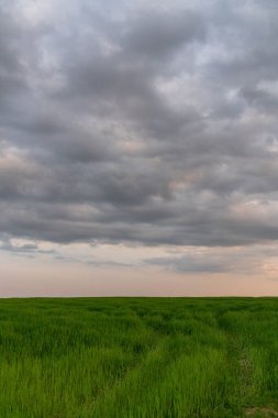 Günbatımı gökyüzü ve bulutlu yeşil çayırlar. Arka plan görüntüsü yemyeşil çimen tarlası ve karanlık günbatımı gökyüzü ve bulutları.