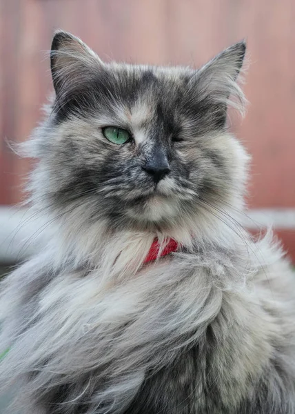 Beautiful Fluffy Cat One Eye She Born Disability Eye Blind — Stock Photo, Image