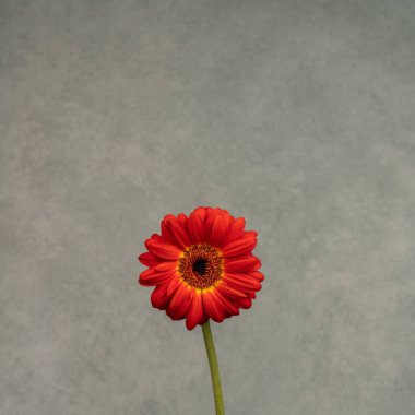 Gri arka planda güzel kırmızı bir çiçek. Çiçek kompozisyonu. Kartpostal, tebrikler, mesaj için boşluk