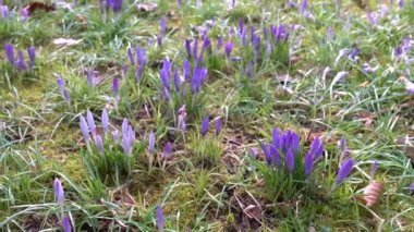 Mor timsahlar yeşil çimlerin arasında parkta çiçek açarlar. Odaklanma bir renkten diğerine kayar. Şarkı söyleyen kuşların sesleriyle video