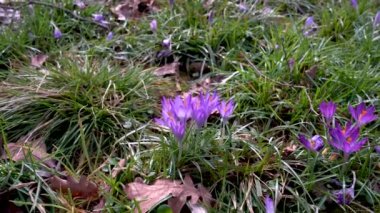 Yeşil çimenlerin arasında mor renkli çömlekler..