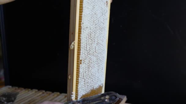 Arı Yetiştiricisi Arı Çerçevesinden Balmumunu Bir Bıçakla Keser Bal Dolu — Stok video