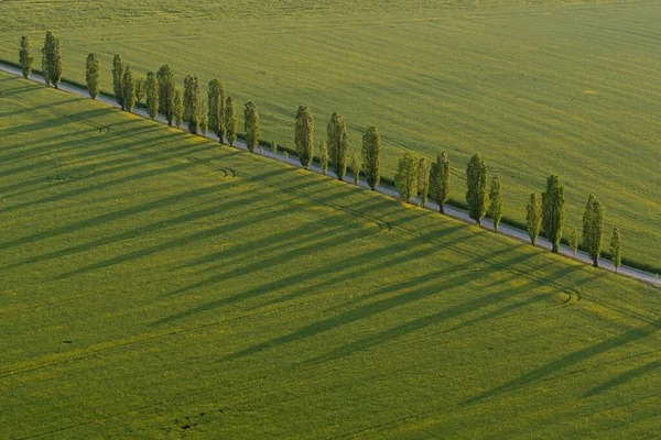 Stock image Top view of green, rapeseed fields, paved, winding road. Along the road are single deveryayu. fading shadows View from above