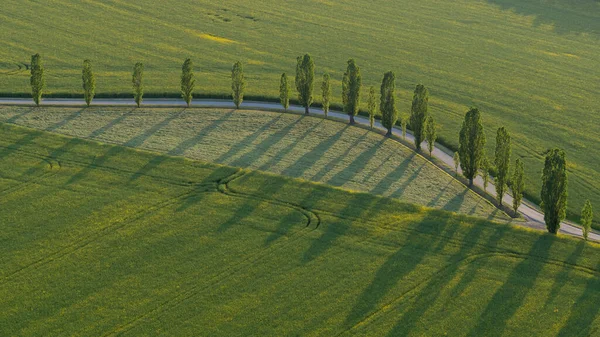 Horní Pohled Zelená Řepková Pole Dlážděná Klikatá Cesta Podél Silnice — Stock fotografie