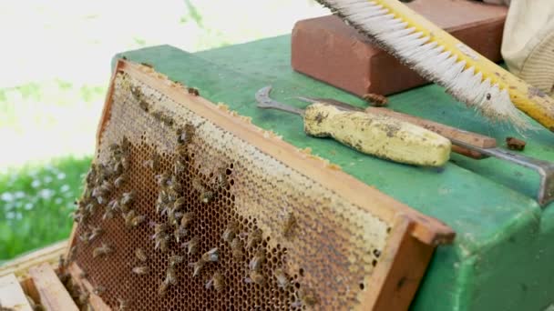 ミツバチの巣だミツバチの家だ 蜂蜜との枠組み 封印されたハニカム 蜂蜜を生産する多くの労働者ミツバチ 蜂蜜の生産 エコフード — ストック動画