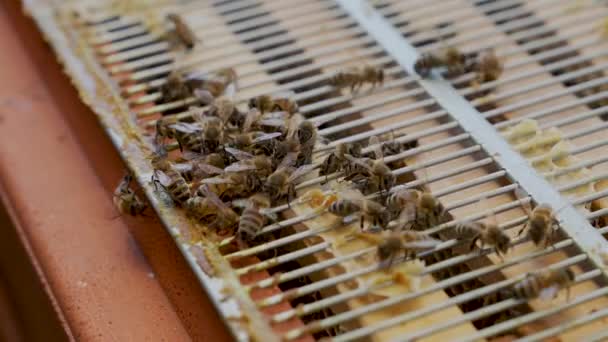 Pracownicy Pszczoły Bliska Ekstrakcja Produkcja Miodu Apiary — Wideo stockowe